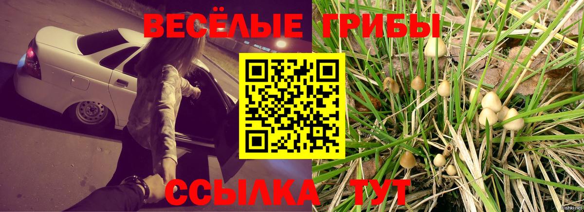 Псилоцибиновые грибы Psilocybine cubensis Татарск